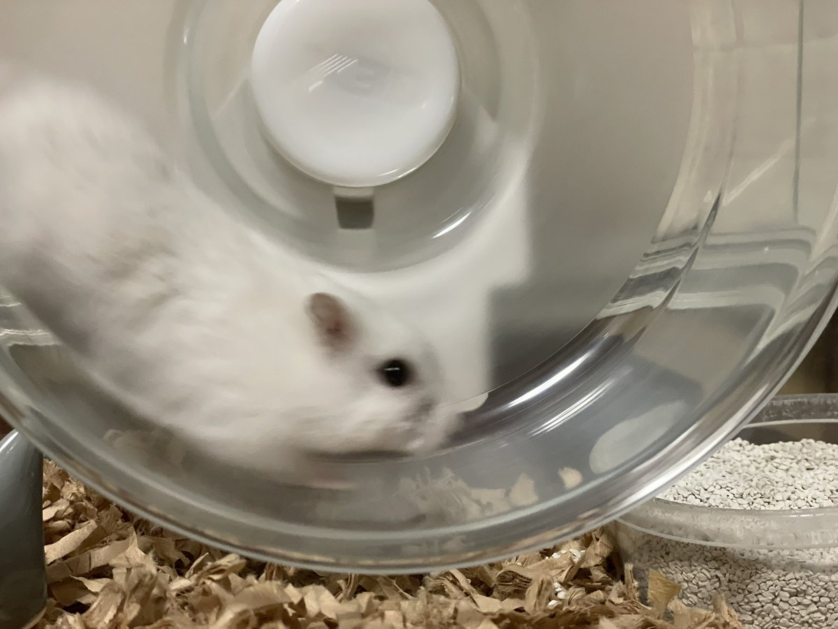 hlUutqn1jmsFbvW's tweet photo. 新しいエサのひま種は気に入らないI don't like the new sunflower seeds. #さくらちゃん🌸 #CherryBl... https://t.co/OXwfL1bNtF @YouTubeより https://t.co/QTU2C3NQUe