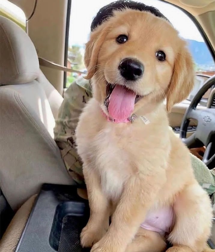 Retrieverlover8's tweet photo. So cute 🥰❤️ https://t.co/U8v3EocOKD