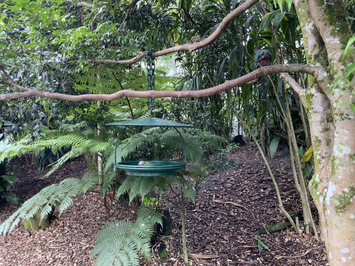 Today we went to Australia Zoo and even got to have some birthday cupcakes (as baby Grace Warrior turned 2). It sure was very busy there for the celebration, yet it’s important to again accustom myself to places like this for when I visit Disneyland next month✨