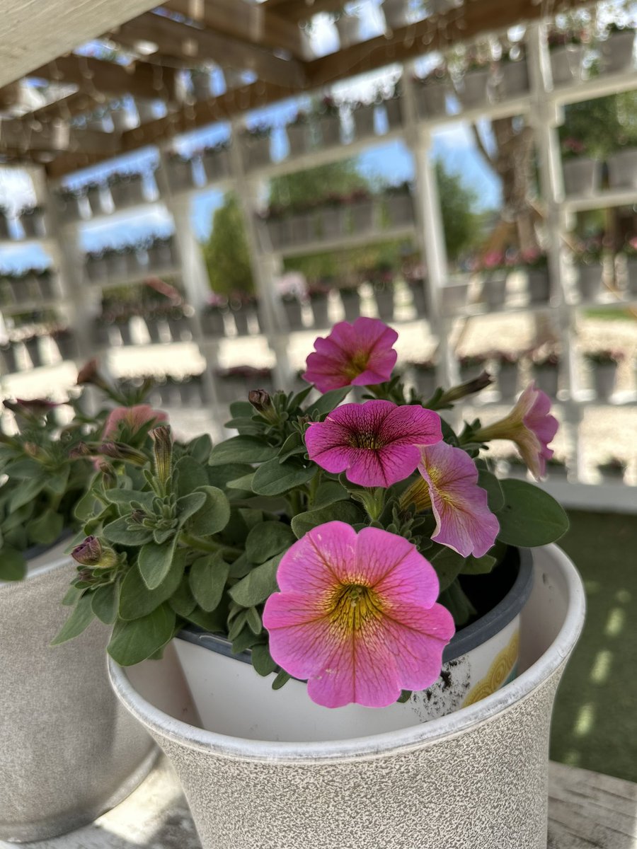TheBerryFarms's tweet photo. ๐บ๐ป Spring has officially arrived at The Berry Farm, and we're excited to announce our 1st Annual Flower Festival! ๐ As the only Flower Festival in South Dade, we're bringing you a 4-acre a sunflower maze, a sea of beautiful zinnias, and more! ๐ผ
#TheBerryFarm https://t.co/czfFxYN5r8