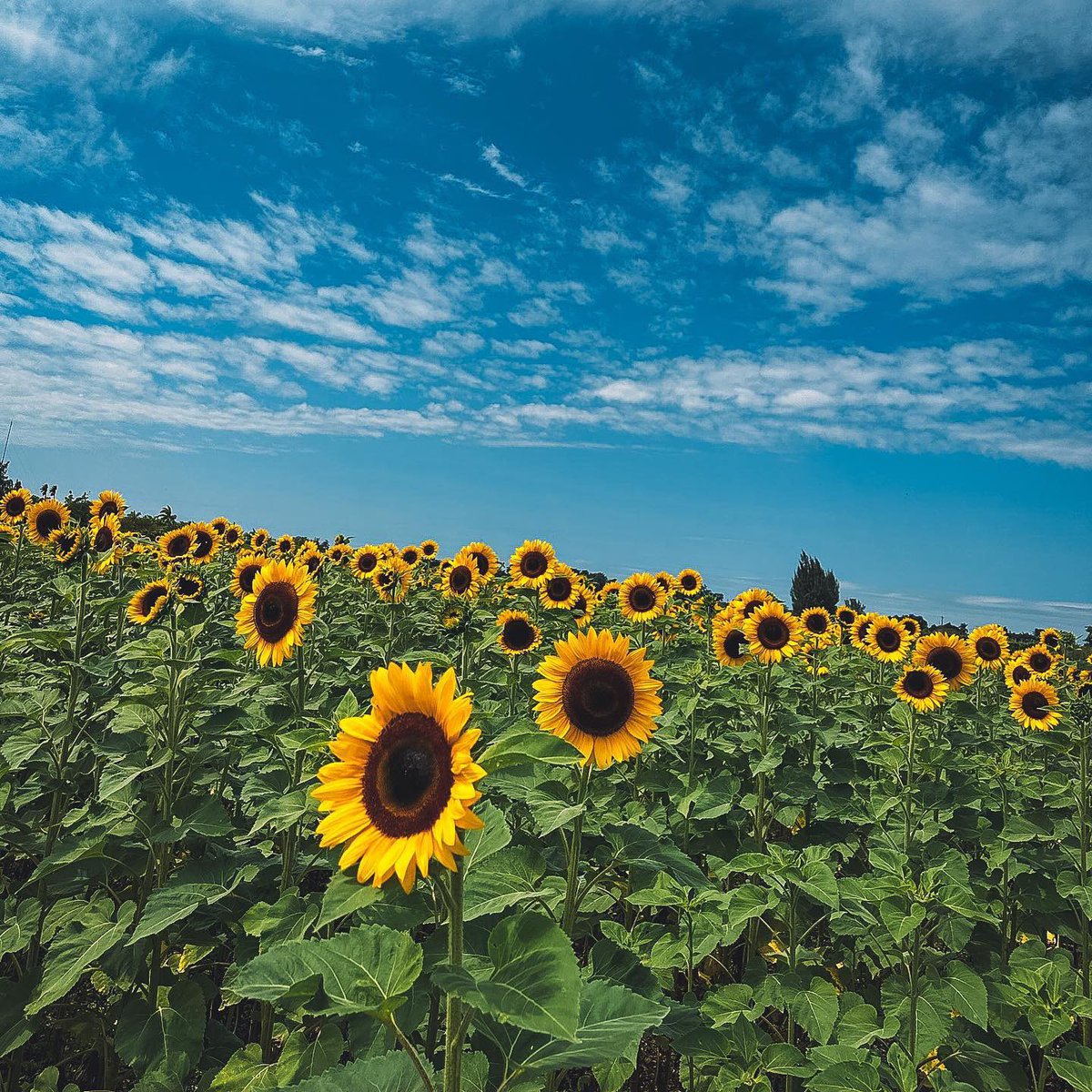 TheBerryFarms's tweet photo. ๐ป Get ready for an unforgettable experience at The Berry Farm's Flower Festival! ๐บ From now through April 16, come explore our 4-acre sunflower maze and marvel at the vibrant displays of zinnias, marigolds, and more. ๐ธ
#TheBerryFarm https://t.co/F9pSZSCWWX