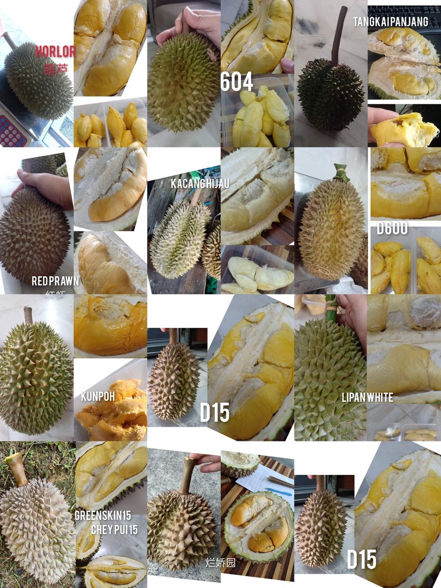 BongJoe6's tweet photo. 为什么“浮罗山背”的榴莲特别好？
原因：浮罗山背的榴莲之所以会扬名海内外，是因为 地理环境 ，土壤 及 气候 的配合造化。浮罗山背的位置，就在槟城的岛屿，四处被海围绕。 吹来的海风，带有天然矿物盐份； 土壤方面，矿物质丰富 的沙泥，加上得天独厚的海岛气候 ，能种出 独一无二 最优质的榴莲。 https://t.co/AVC7jAsiMI
