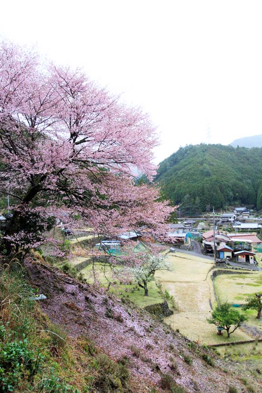 下北山村の桜
お宮さんのクマノザクラ
花が散り始めていました