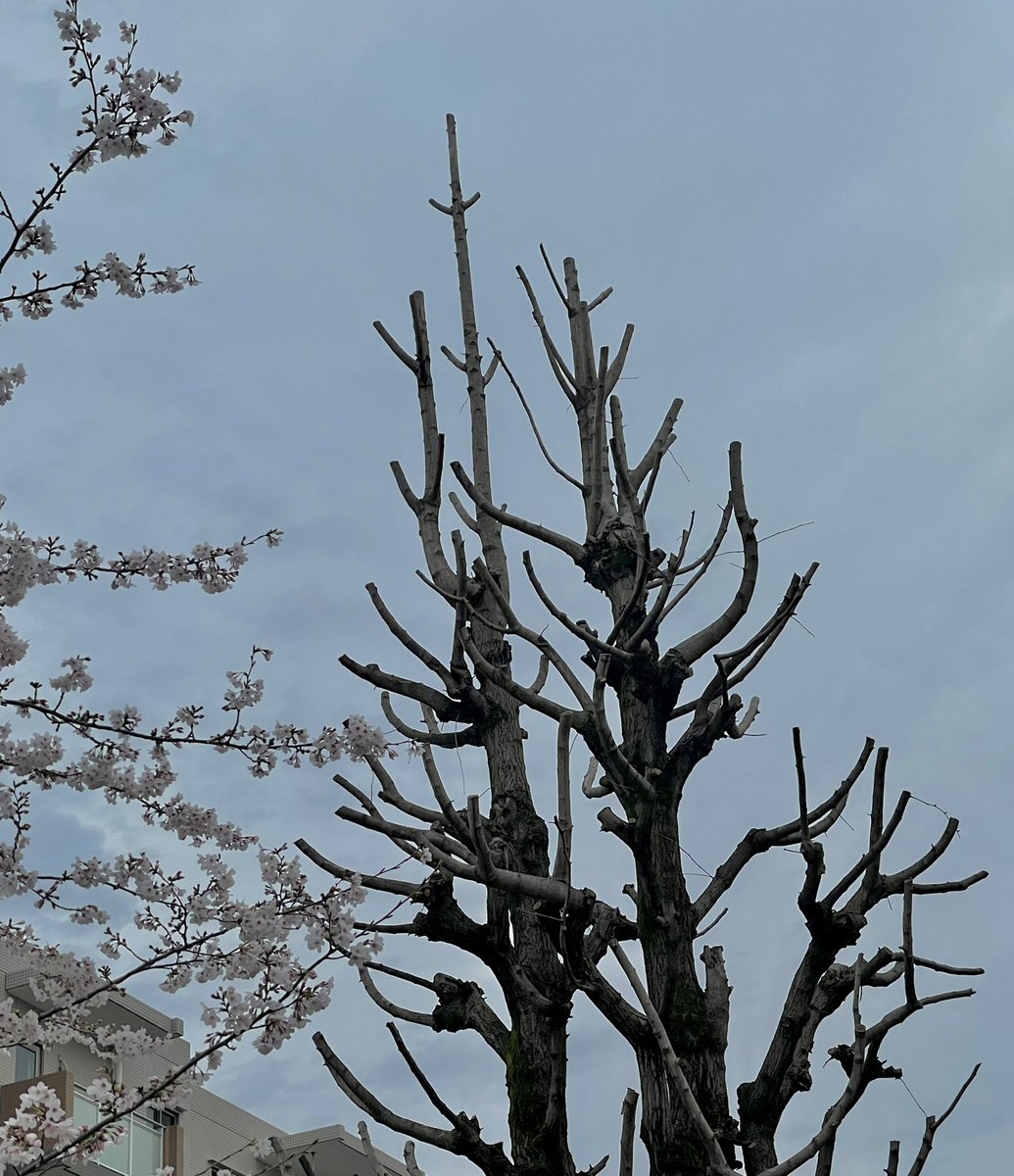 ssakihe's tweet photo. 去年の秋に造園業者が側枝すべてを本枝から切り落としてしまった欅と銀杏。そのため、芽吹く頃になっても若葉の一枚さえ出ないありさま。一度このように剪定してしまっては、3枚目の写真のような見事な枝ぶりには二度と戻るまい。
これは剪定というより虐待ではないの?
東京都都内の某区立公園 https://t.co/ovsWvDUYdI