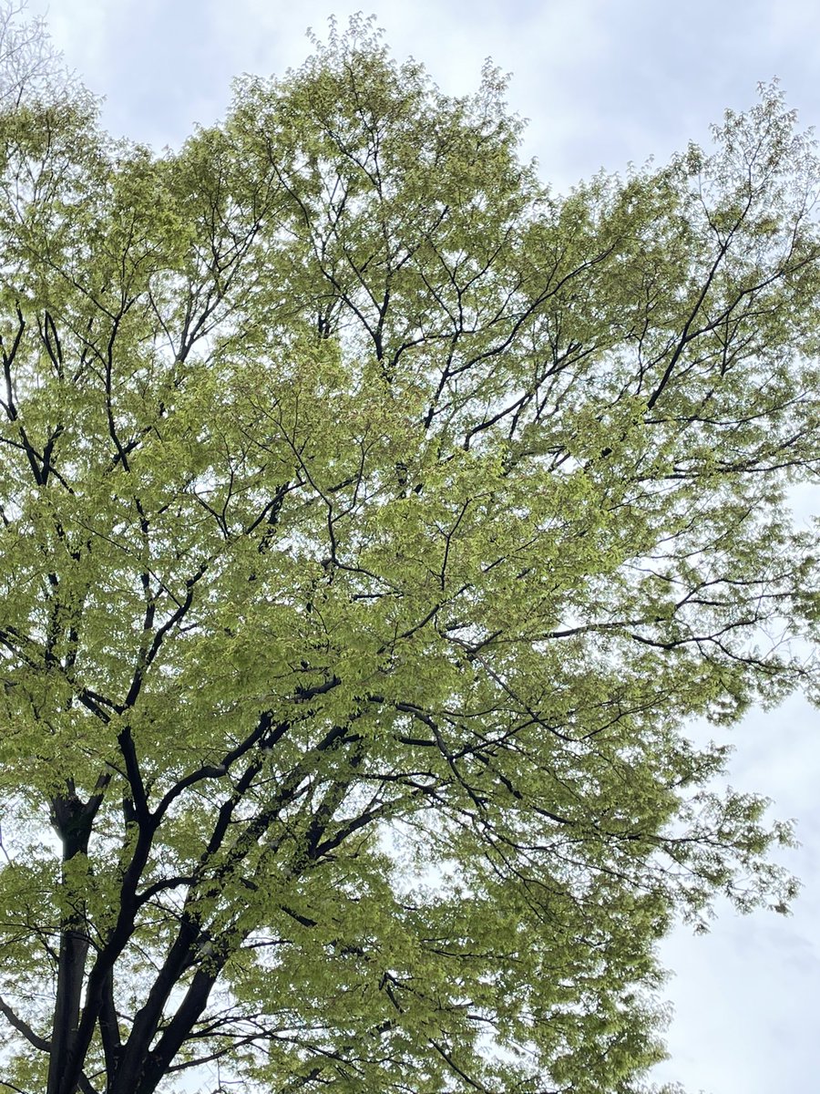 ssakihe's tweet photo. 去年の秋に造園業者が側枝すべてを本枝から切り落としてしまった欅と銀杏。そのため、芽吹く頃になっても若葉の一枚さえ出ないありさま。一度このように剪定してしまっては、3枚目の写真のような見事な枝ぶりには二度と戻るまい。
これは剪定というより虐待ではないの?
東京都都内の某区立公園 https://t.co/ovsWvDUYdI