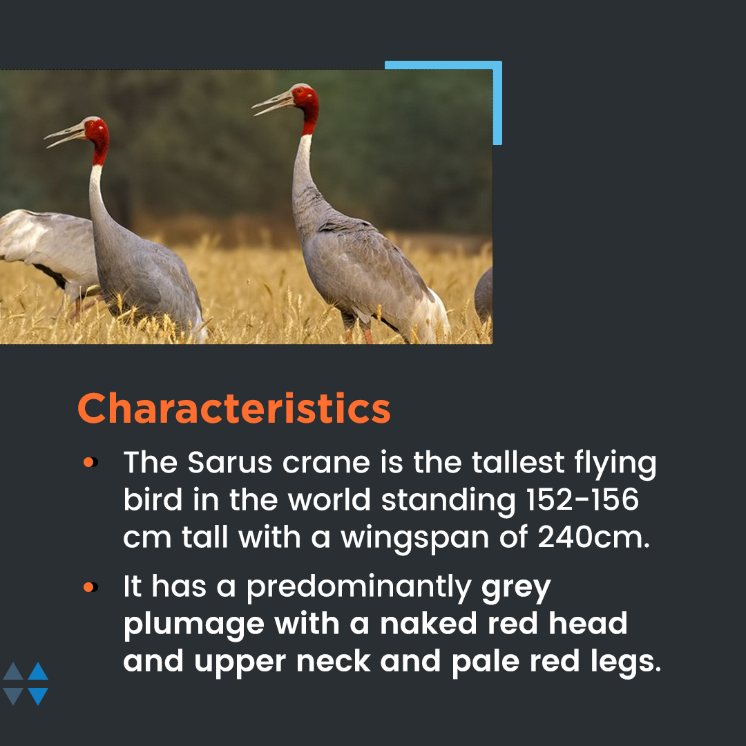 Daily Infographics (25-03-2023)
Topic: Sarus Crane
For more infographics: nextias.com/infographic

#infographics #nextias #India #March2023 #Sarus #crane #UttarPradesh #sanctuarylife #birds #wildlife #nature #forests