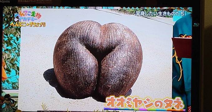 予約販売品】 NHKへんてこ生物アカデミーでも話題 偕老洞穴 かいろう