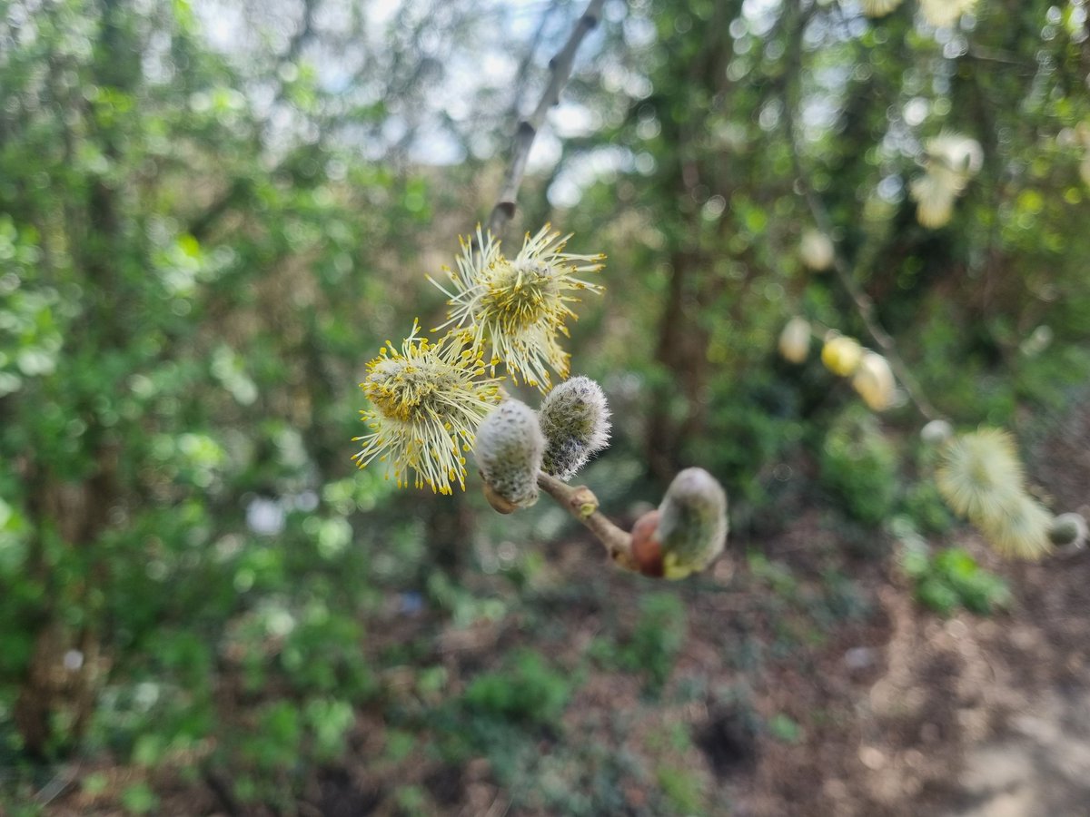 michellesacks2's tweet photo. Out walking in #Swineshead
Spring is definitely springing β€οΈ https://t.co/i4sVGnPXnl