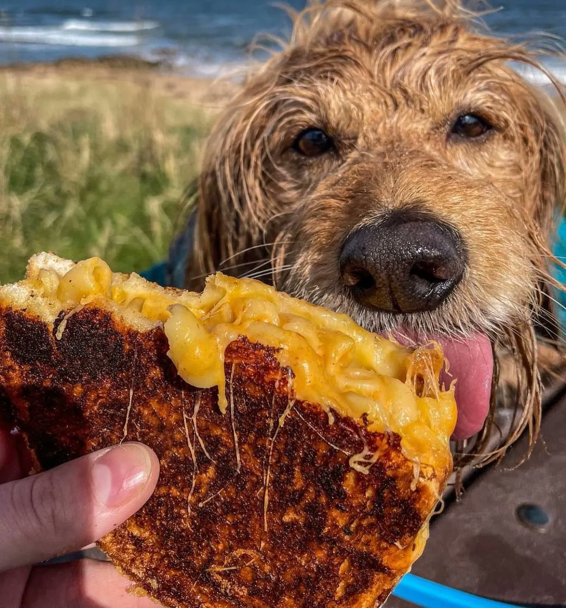 StAndrews_Live's tweet photo. The perfect toastie does exist! 😍

Head down to The Cheesy Toast Shack today for a delicious weekend treat! 😋

| Shop | Play | Indulge | Stay |
#LoveStAndrews #LoveLocal #CheesyToastShack #EastSands https://t.co/0qe0ZvrJn4