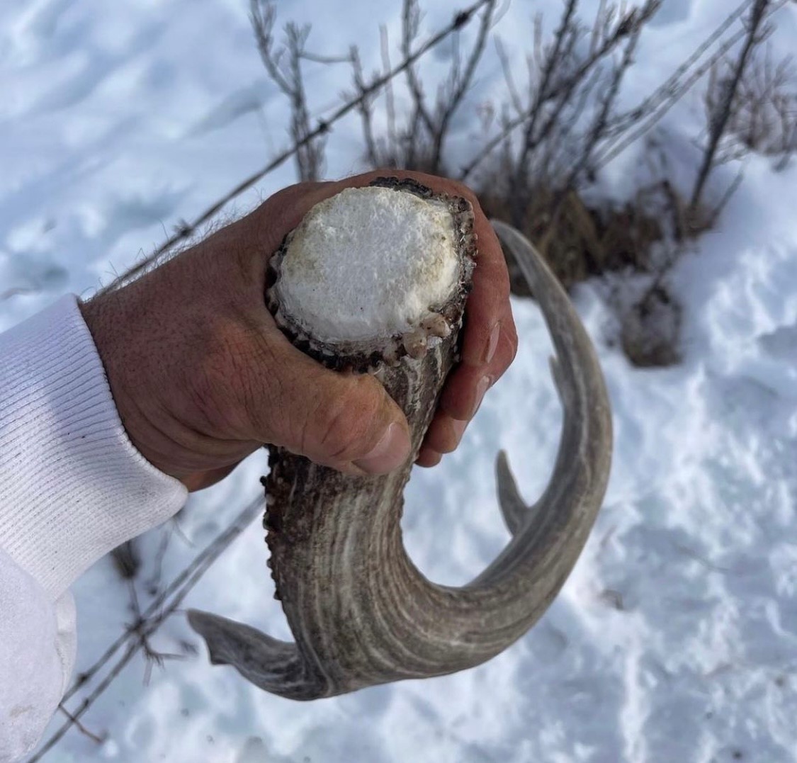 Check out the massive base on this shed found by Mark @antler_impact at a fence crossing!!!' - @bowhunterplanet #ITSINOURBLOOD #hunting #shed #shedhunting #antler #mass #shedhunter #shedrally #bone #shedseason #outdoors