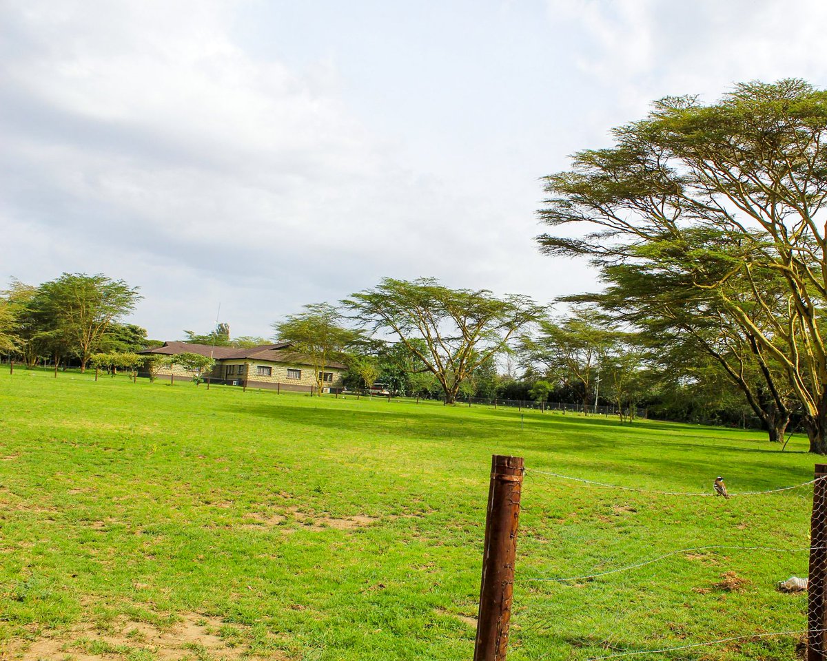 📲 0758 300 777
#twende #vasha #sherehe 
Reserve for this lush events garden in Naivasha along South Lake Rd
✅ 25m x 50m A-frame Tent ✅ sound system ✅lighting ✅tiled floors ✅ washrooms
#gardens #vasha