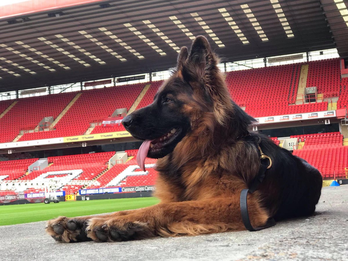 RayBates57's tweet image. The owner sat opposite us and told @nathanc1978 the bullying culture would stop and his job at The Valley was safe, instead he was shipped out to SL and the bully found other targets. So sacking a manager on zoom calls 🤷‍♂️ not an ounce of class between them. #justgo sangaard