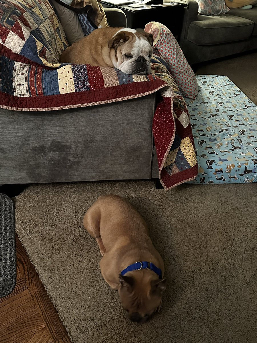 Little brother knows his place in life