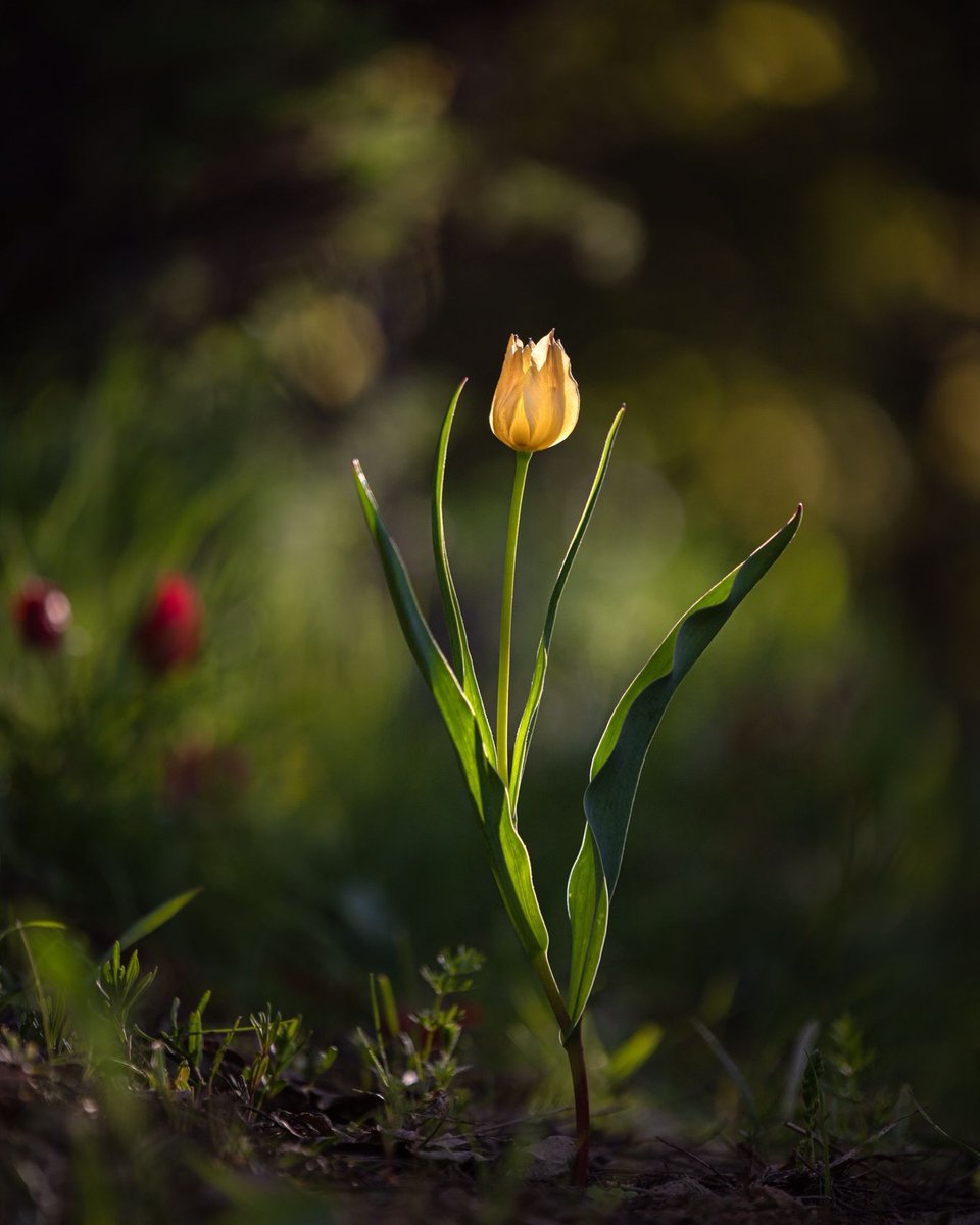 Gm gm fam! Hello again after a long break. How is it going?

(Yellow Wild Tulip was collected by <a href="/misanharriman/">Misan Harriman</a>)