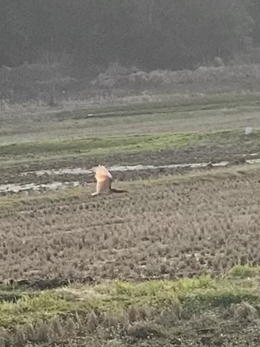 本日佐渡から帰ってきました野生のトキさんも見ることが出来、とても楽しい旅行でした野生のトキさんが飛び立つ時、広げた羽根がピンク色でとても綺麗でしたみなさまもお付き合い下さり、ありがとうございました…! 