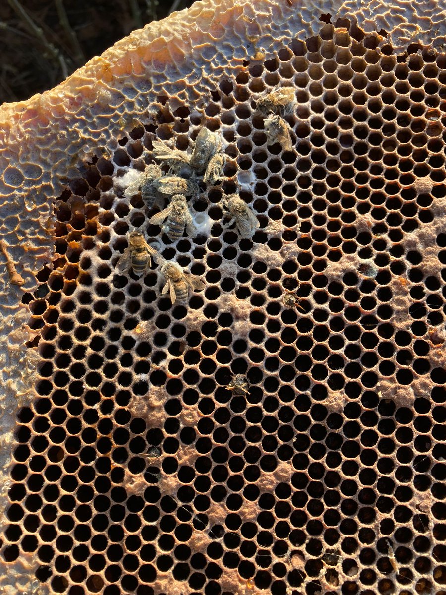 Hoe is de uitwintering van de bijen in België verlopen? #Belgie #vlaanderen #honingbijen #bijen
