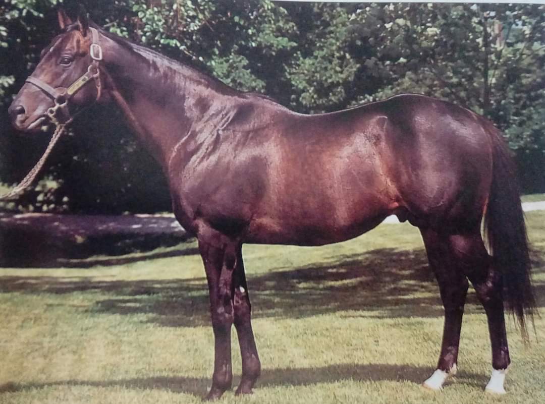 HORSERACING1002's tweet image. LOST CODE🇺🇸 1984
(CODEX - LOSS OR GAIN BY ACK ACK)#LostCode
B/ Mare Invest 83 LTD (Flo) Mar 26 1984
O/ Owendover Stables
T/ William Donovan
OBSAUG $7,300 
27-15-5-2--$2,085,396 
Oaklawn H G1, Alabama Derby, Illinois Derby G3, St Paul Derby G3, Michigan Mile and 1/8  G2,