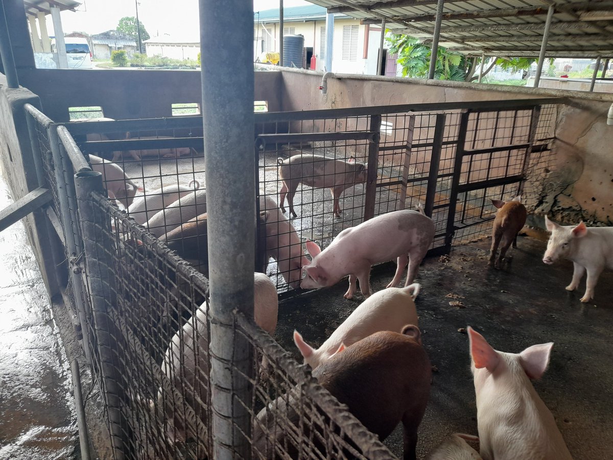 AlCooper424's tweet photo. Farming at the prison: largely funded collectively by prison officers and inmates, an example of how agriculture is being used to improve prisoner-inmate relations and rehabilitate inmates while providing them with skills for sustainable livelihoods upon completion of sentence. https://t.co/QtCulCstIv