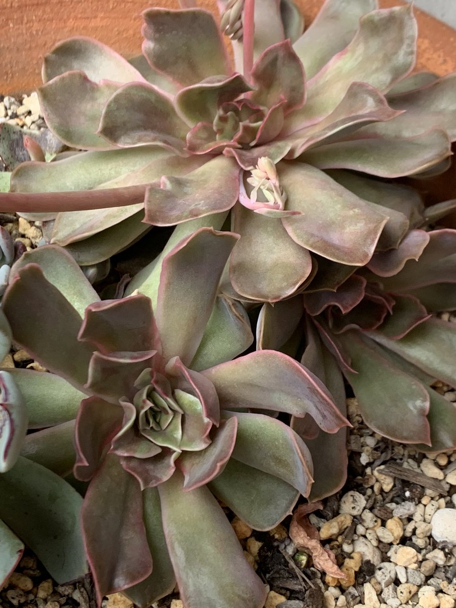 mikey82986196's tweet image. 冬期は水を切っていたのでシワシワだった  #多肉 も連日の雨でグングン水分蓄えてる様子。問題はこの後の日差し💦毎年焦げるのは覚悟してるけど被害が少ないといいな😅 #다육식물  #エケベリア #succulents  #多肉好き  #ロゼット  #ｶﾘｱﾘ  #ｾｲﾚｰﾝ  #ｺﾛﾗｰﾀﾀﾊﾟﾙﾊﾟ #ｵﾊﾟﾘﾅ