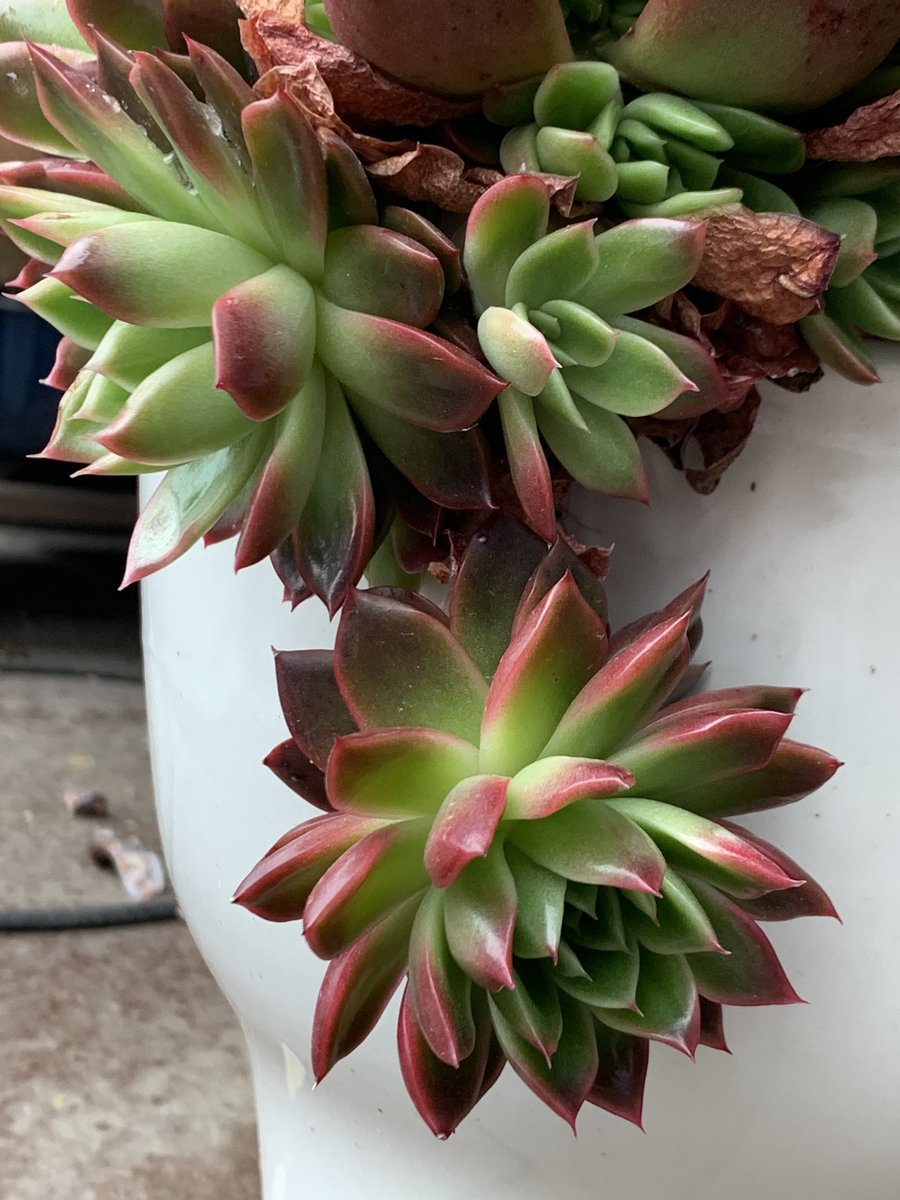 mikey82986196's tweet image. 冬期は水を切っていたのでシワシワだった  #多肉 も連日の雨でグングン水分蓄えてる様子。問題はこの後の日差し💦毎年焦げるのは覚悟してるけど被害が少ないといいな😅 #다육식물  #エケベリア #succulents  #多肉好き  #ロゼット  #ｶﾘｱﾘ  #ｾｲﾚｰﾝ  #ｺﾛﾗｰﾀﾀﾊﾟﾙﾊﾟ #ｵﾊﾟﾘﾅ