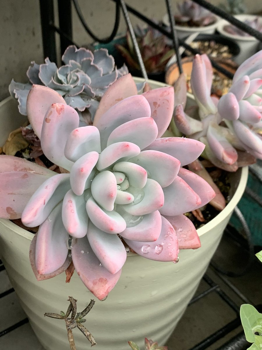 mikey82986196's tweet image. 冬期は水を切っていたのでシワシワだった  #多肉 も連日の雨でグングン水分蓄えてる様子。問題はこの後の日差し💦毎年焦げるのは覚悟してるけど被害が少ないといいな😅 #다육식물  #エケベリア #succulents  #多肉好き  #ロゼット  #ｶﾘｱﾘ  #ｾｲﾚｰﾝ  #ｺﾛﾗｰﾀﾀﾊﾟﾙﾊﾟ #ｵﾊﾟﾘﾅ