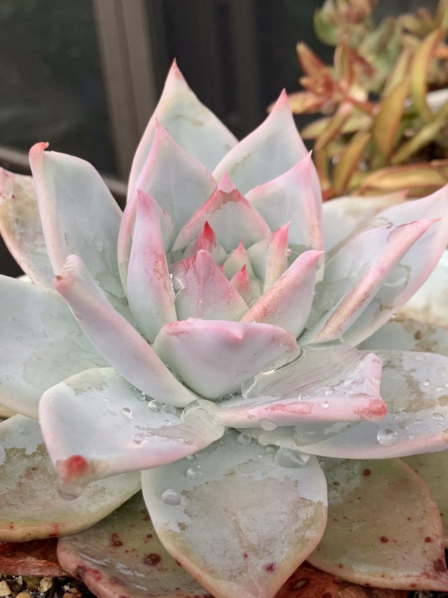 mikey82986196's tweet image. 冬期は水を切っていたのでシワシワだった  #多肉 も連日の雨でグングン水分蓄えてる様子。問題はこの後の日差し💦毎年焦げるのは覚悟してるけど被害が少ないといいな😅 #다육식물  #エケベリア #succulents  #多肉好き  #ロゼット  #ｶﾘｱﾘ  #ｾｲﾚｰﾝ  #ｺﾛﾗｰﾀﾀﾊﾟﾙﾊﾟ #ｵﾊﾟﾘﾅ