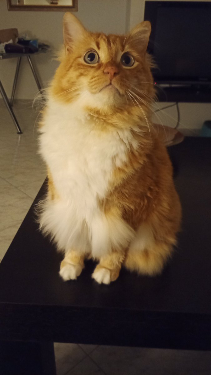 Brus_Uillis's tweet image. Cinque anni #Pillo