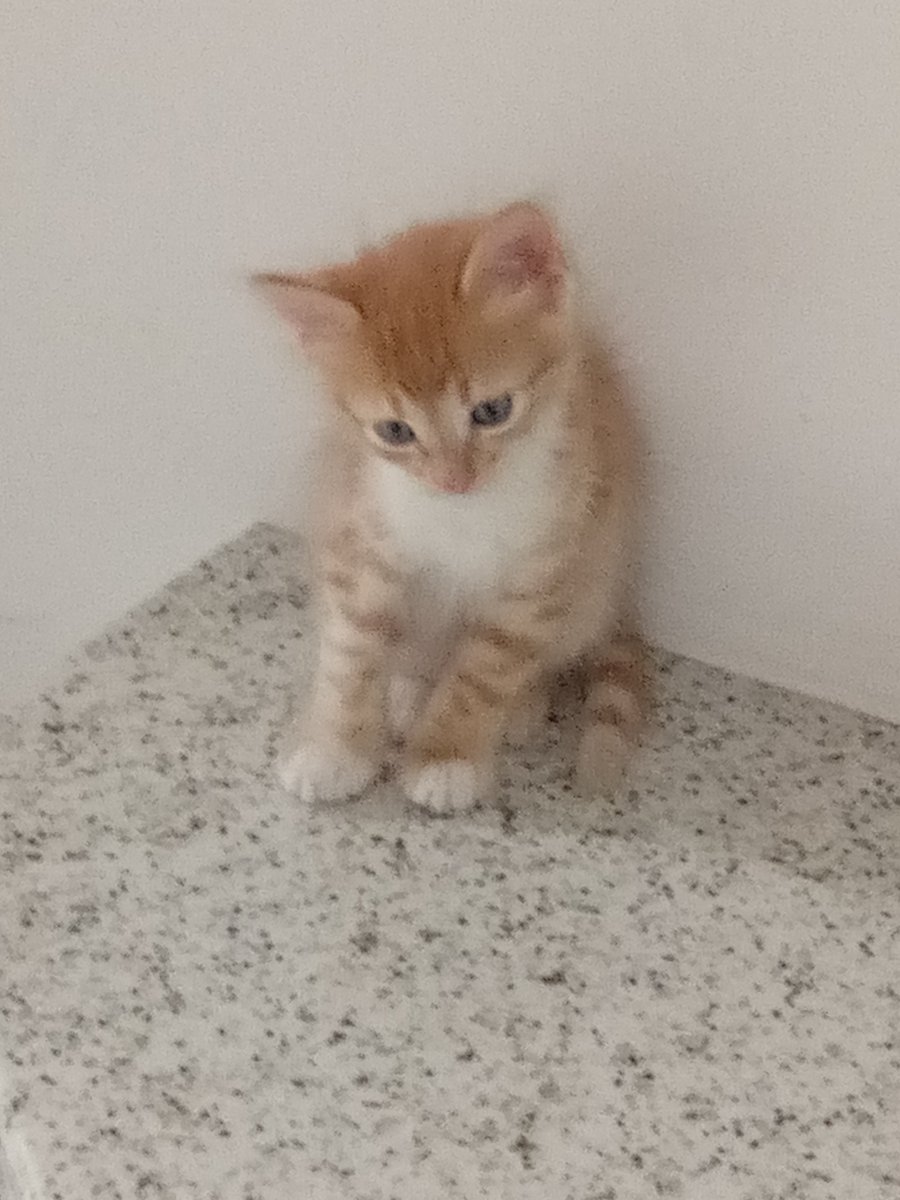 Brus_Uillis's tweet image. Cinque anni #Pillo