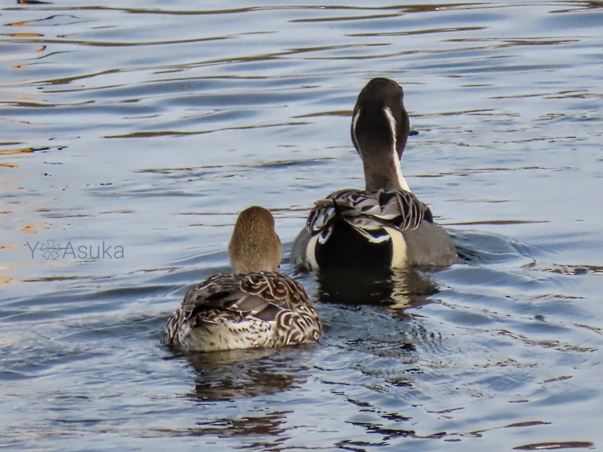 yumeasutw's tweet photo. オナガガモの日常🦆
ある冬の穏やかな昼下がり☀️
白鳥達に混じってオナガガモ達も
のんびりとエサを探したり羽繕い。
仲良しペアは並んでス~イスイ💛
#オナガガモ #尾長鴨 #Northern_Pintail
#野鳥 #bird #水鳥
#pic0106
#a2023 #a0325 #a202303 #a2023034 https://t.co/lqeU6rMoKs