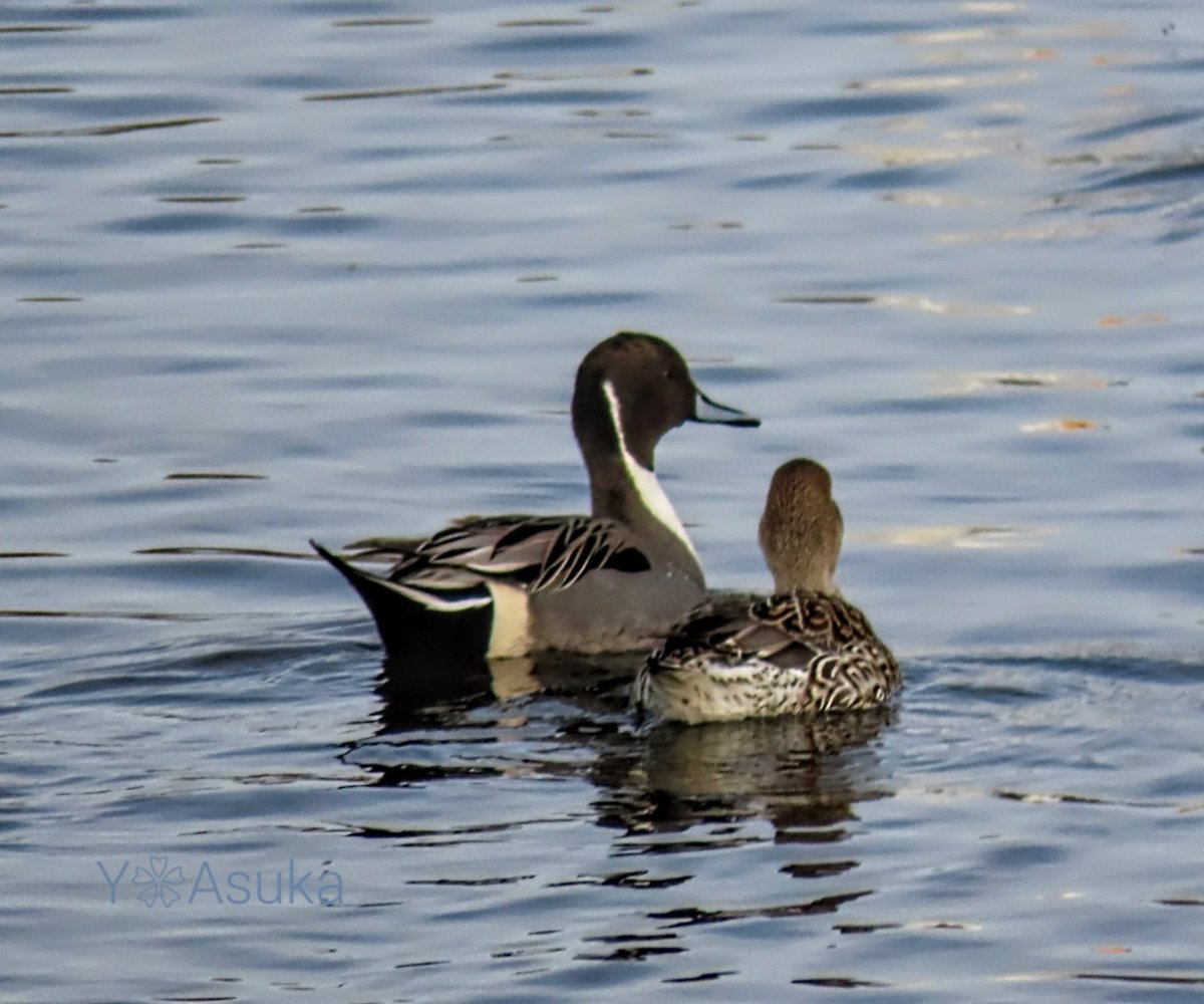 yumeasutw's tweet photo. オナガガモの日常🦆
ある冬の穏やかな昼下がり☀️
白鳥達に混じってオナガガモ達も
のんびりとエサを探したり羽繕い。
仲良しペアは並んでス~イスイ💛
#オナガガモ #尾長鴨 #Northern_Pintail
#野鳥 #bird #水鳥
#pic0106
#a2023 #a0325 #a202303 #a2023034 https://t.co/lqeU6rMoKs