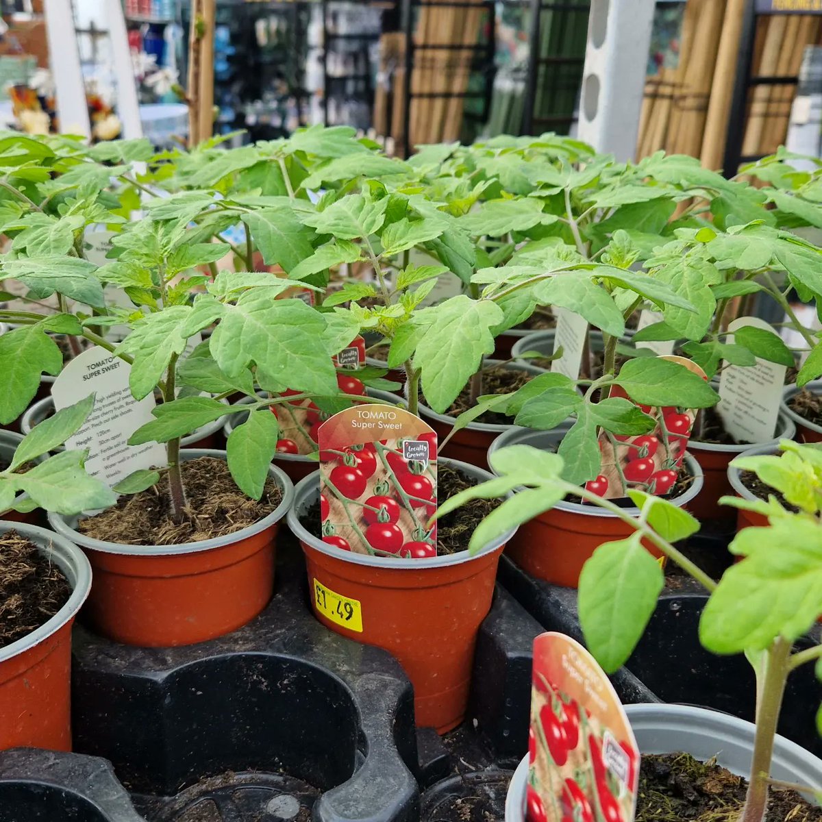 wymondhamgc's tweet photo. Tomato Plants and Veg Packs are now available at the Garden Centre! These are ideal plants for those looking to try #growingyourown https://t.co/aRW3mqita7