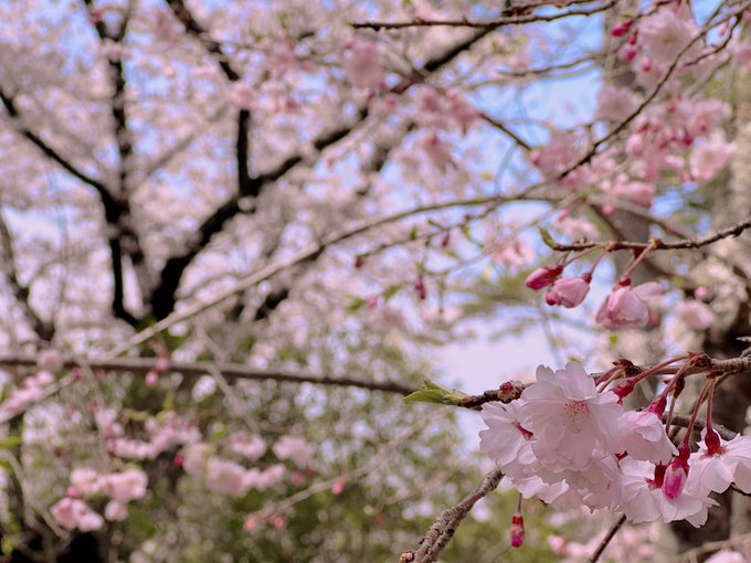 親戚家族とお花見してきました 