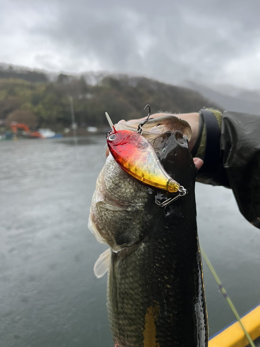 basser60698738's tweet photo. 春の雨、巻き、フラットサイド https://t.co/G8CnBQhHyv