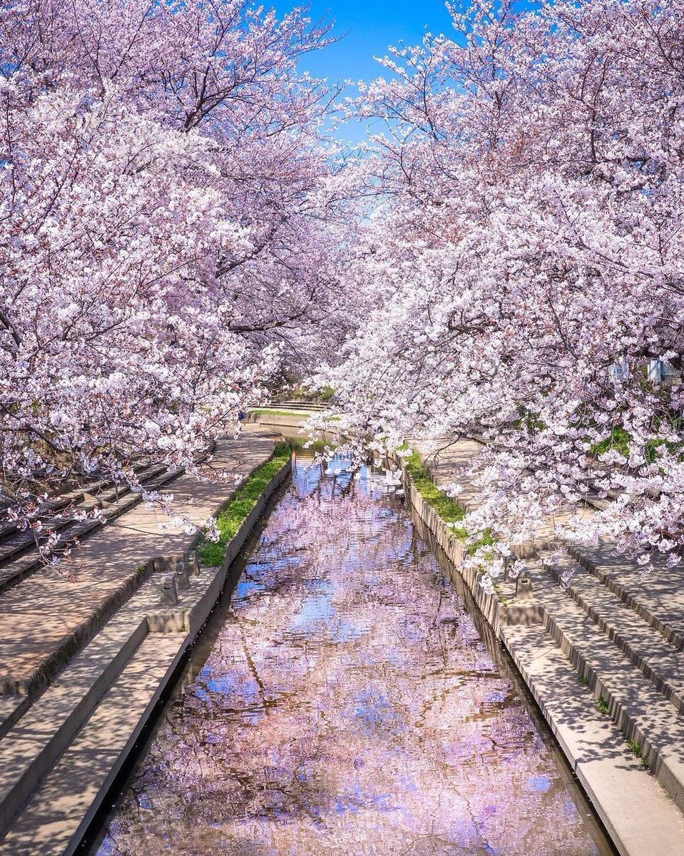 ratihputri2001's tweet photo. 住宅地の中を流れる小さい川ですが、左右から桜の枝が伸びており、桜の密度が高い場所です🌸
夕暮れ時には、��レンジに染まる川と桜並木の写真を撮ることができます。
夜は提灯のライトアップが行われ、風情のある桜並木を見ることができます🌸

📍#元荒川の桜並木 / #埼玉県 https://t.co/5F2DvlHKWK