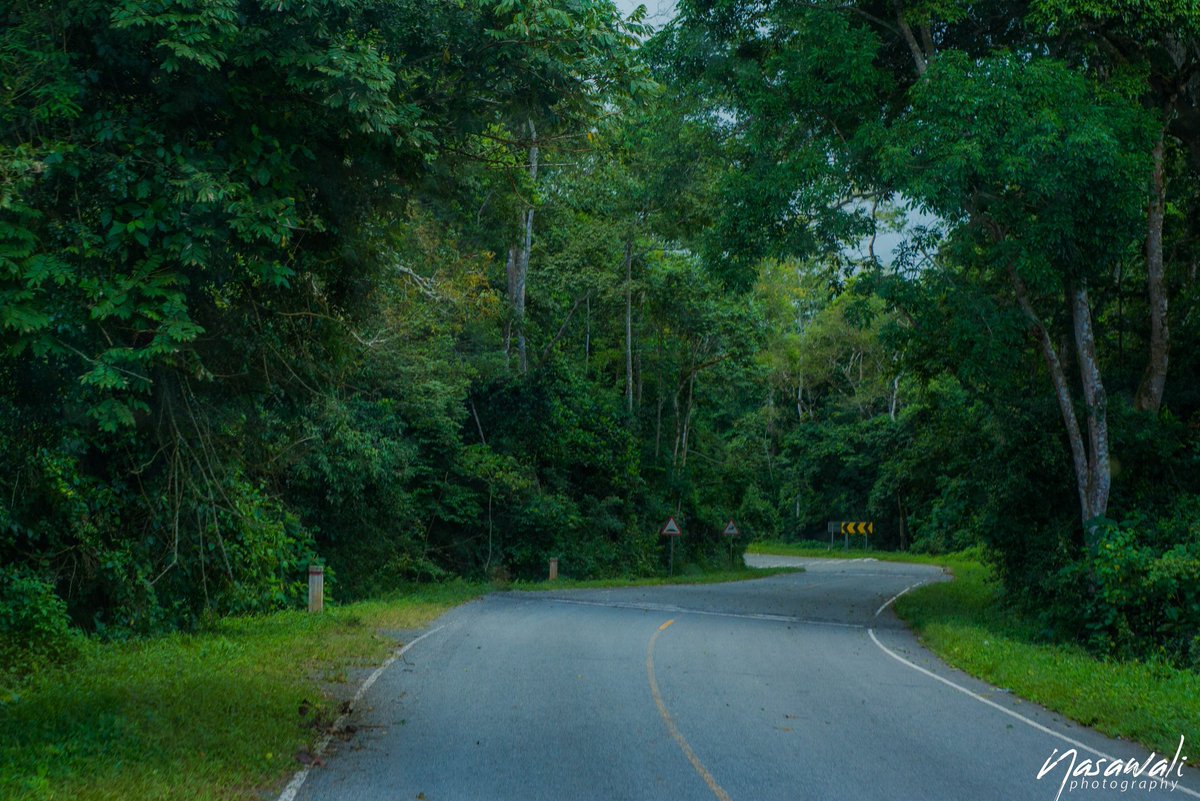 LillyAjarova's tweet photo. There's something magical about forest walks. The forest is a sanctuary of tranquility, where you can breathe in the fresh air and let go of all your worries. 

It's a great way to recharge your batteries and find inner peace.
#ExploreUganda

📷 @phamephilms @nasawaIi https://t.co/oiU9TdGwK2