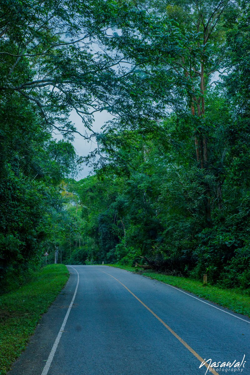 LillyAjarova's tweet photo. There's something magical about forest walks. The forest is a sanctuary of tranquility, where you can breathe in the fresh air and let go of all your worries. 

It's a great way to recharge your batteries and find inner peace.
#ExploreUganda

📷 @phamephilms @nasawaIi https://t.co/oiU9TdGwK2