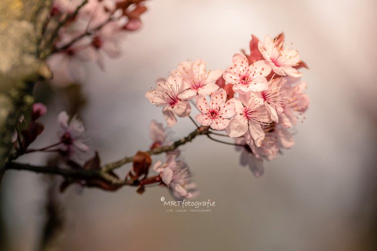 MRTfotografie's tweet photo. Goedemorgen!
Een mooi fotografieseizoen breekt aan, wil je ( nog) mooiere, altijd goed belichte en scherpe foto's maken? Reserveer een workshop. Er is nog plaats op 20 mei. https://t.co/dit7Xwkrhl
Fijn weekend!🌷🌦☕️🙋‍♀️ https://t.co/xhAASVmeuS