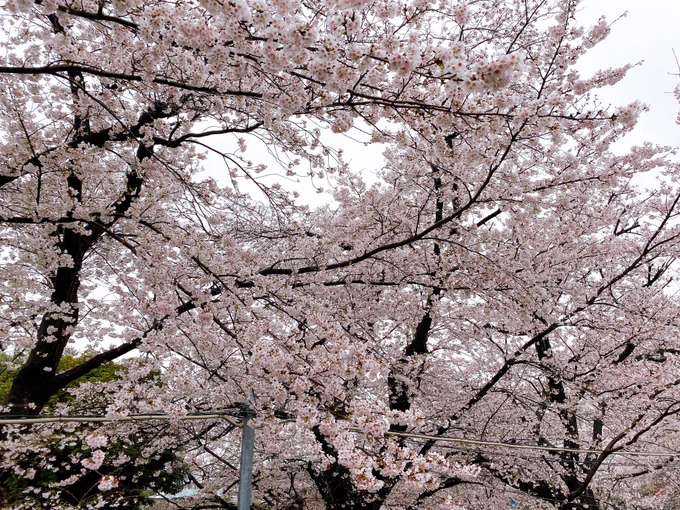 雨降ってるけど桜は綺麗 