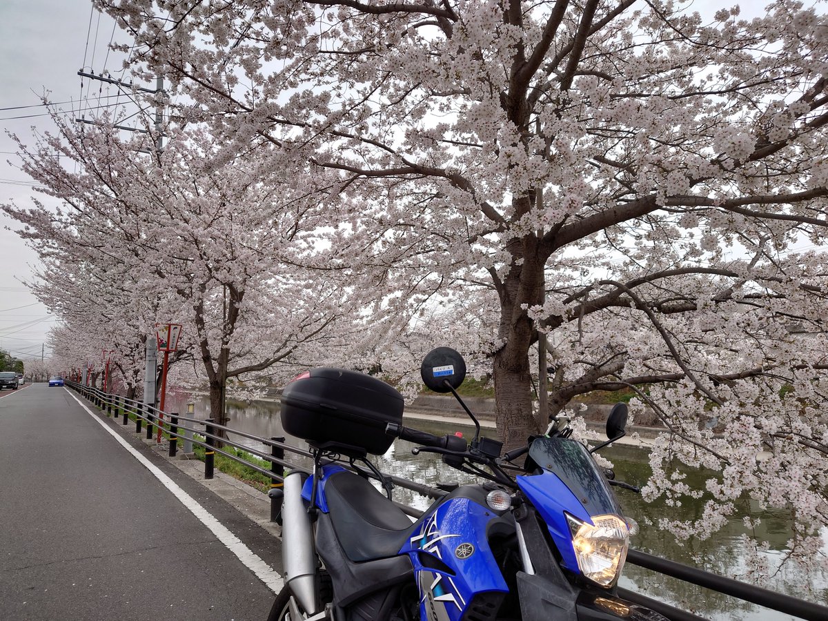 t_namba's tweet photo. 明日は雨みたいなので、バイクで少し走ってきた。久御山町で綺麗な桜並木を発見。 #XT660R #バイク乗りと繋がりたい #京都 #桜 https://t.co/nRUSUMCDOP