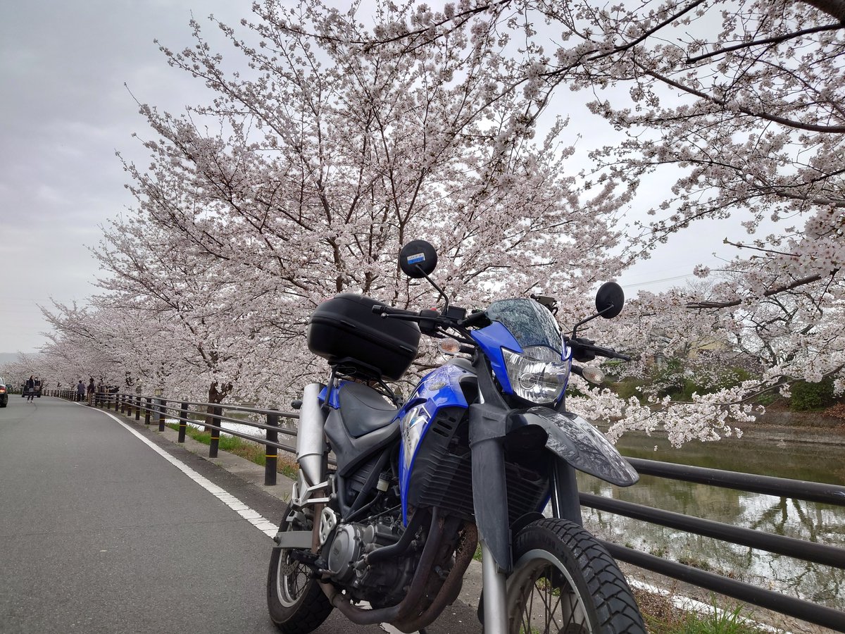 t_namba's tweet photo. 明日は雨みたいなので、バイクで少し走ってきた。久御山町で綺麗な桜並木を発見。 #XT660R #バイク乗りと繋がりたい #京都 #桜 https://t.co/nRUSUMCDOP