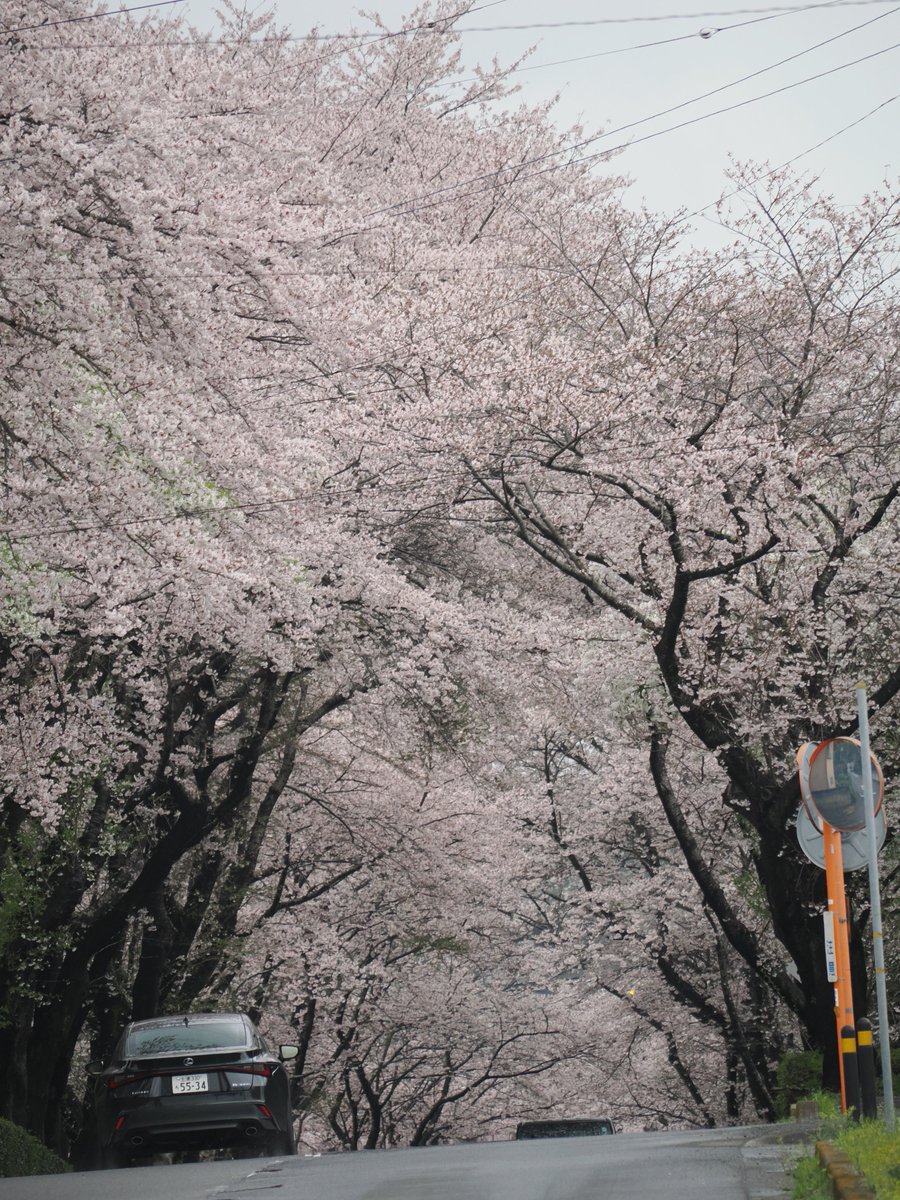 「今日の桜。 」|水原賢治＠コミックス「少女紀行」発売中のイラスト