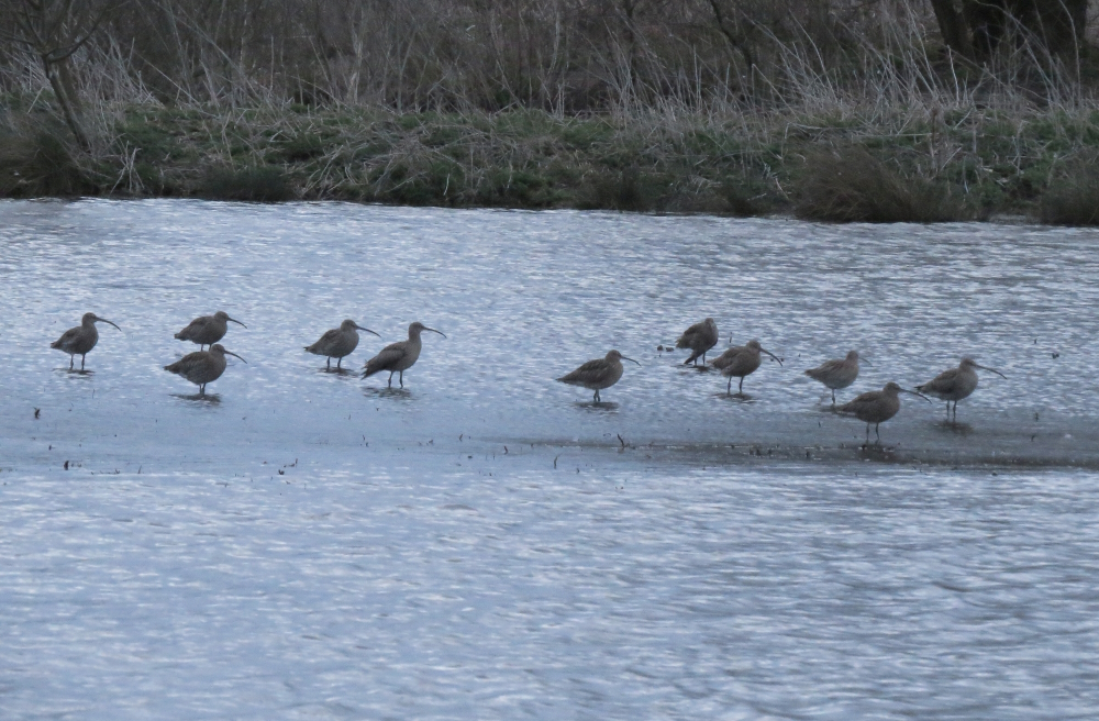 sconebirding's tweet photo. Squeezed in a (very!) early #CompleteList at @_BTO #NunneryLakes before heading to Bucks to run @BBS_birds training for @NickMarriner1. Highlights of 55 spp in 75 mins were seeing 15 Curlew leave their roost, and 14 Lesser Redpoll do the same – the latter straight onto my feeder! https://t.co/N3iUKKA5TM