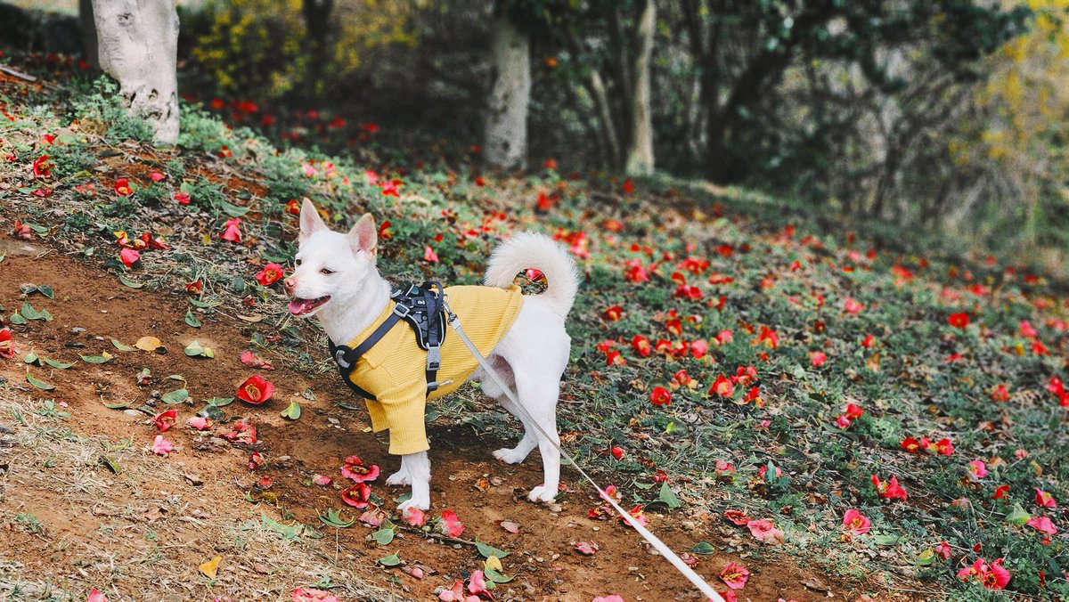 동백꽃이 호도도독 떨어지는 봄🌺