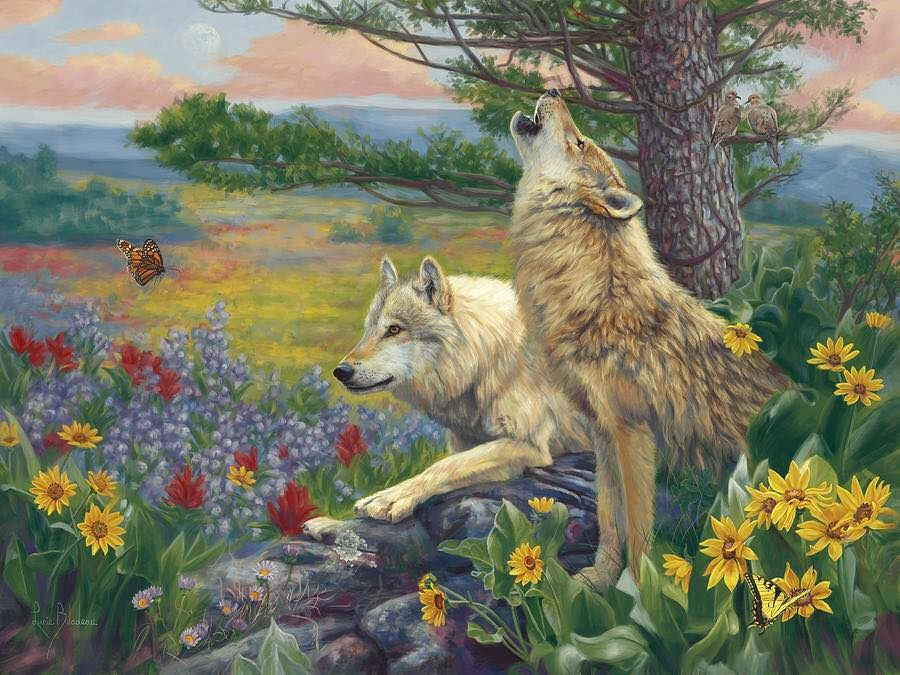 protectourwolf1's tweet photo. #wolves #wolfhowl #greywolf #wolfdog #WolfHowling https://t.co/EgkkXTZyvQ