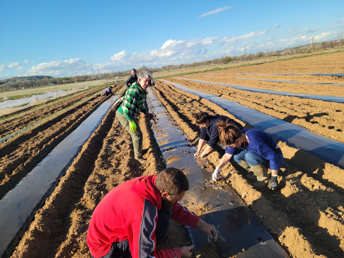 Recibimos la primavera 🌸🌸🌸con otra LABRADA COLECTIVA agroecológica 
Fue ayer,  en <a href="/ecodebio/">Ecodebio</a> en el Parque Soto del Grillo, <a href="/AytoRivas/">Ayuntamiento de Rivas Vaciamadrid</a>  
Sumando nuestras manos 👨‍🌾
para plantar 🌱🌱🌱el verano en la huerta.
Para la próxima: forms.gle/kkJzoqqrL4Gs3W…