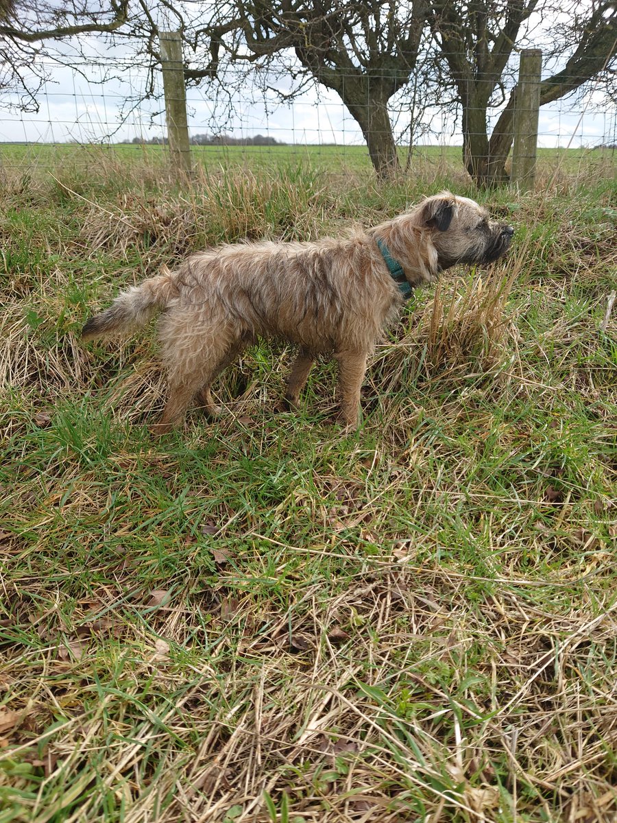 clare0611's tweet photo. @dog_rates Our puppies @BurtBorder and @Jeff_B_T are doing what they love running about in the countryside, then snoozling and relaxing when they come back. https://t.co/r7ioDTfbP5