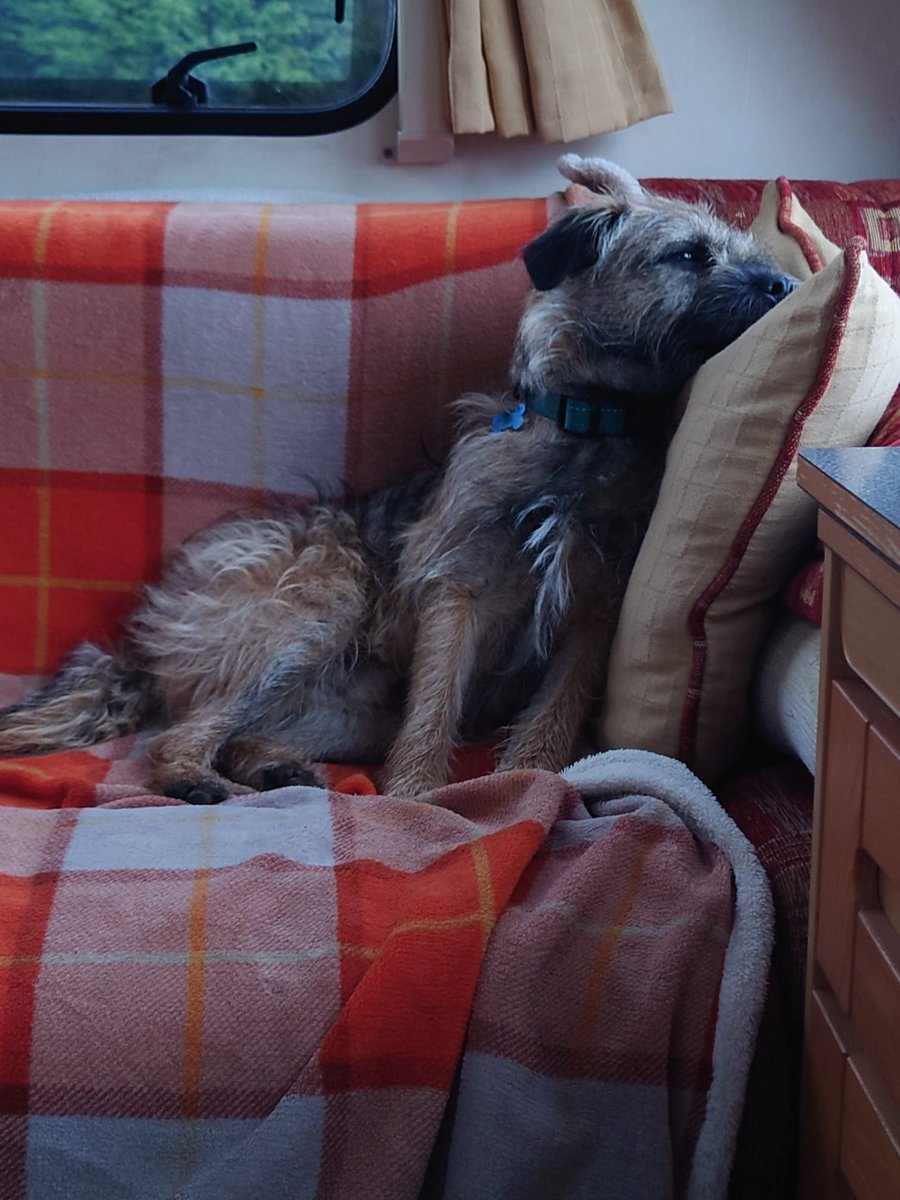 clare0611's tweet photo. @dog_rates Our puppies @BurtBorder and @Jeff_B_T are doing what they love running about in the countryside, then snoozling and relaxing when they come back. https://t.co/r7ioDTfbP5