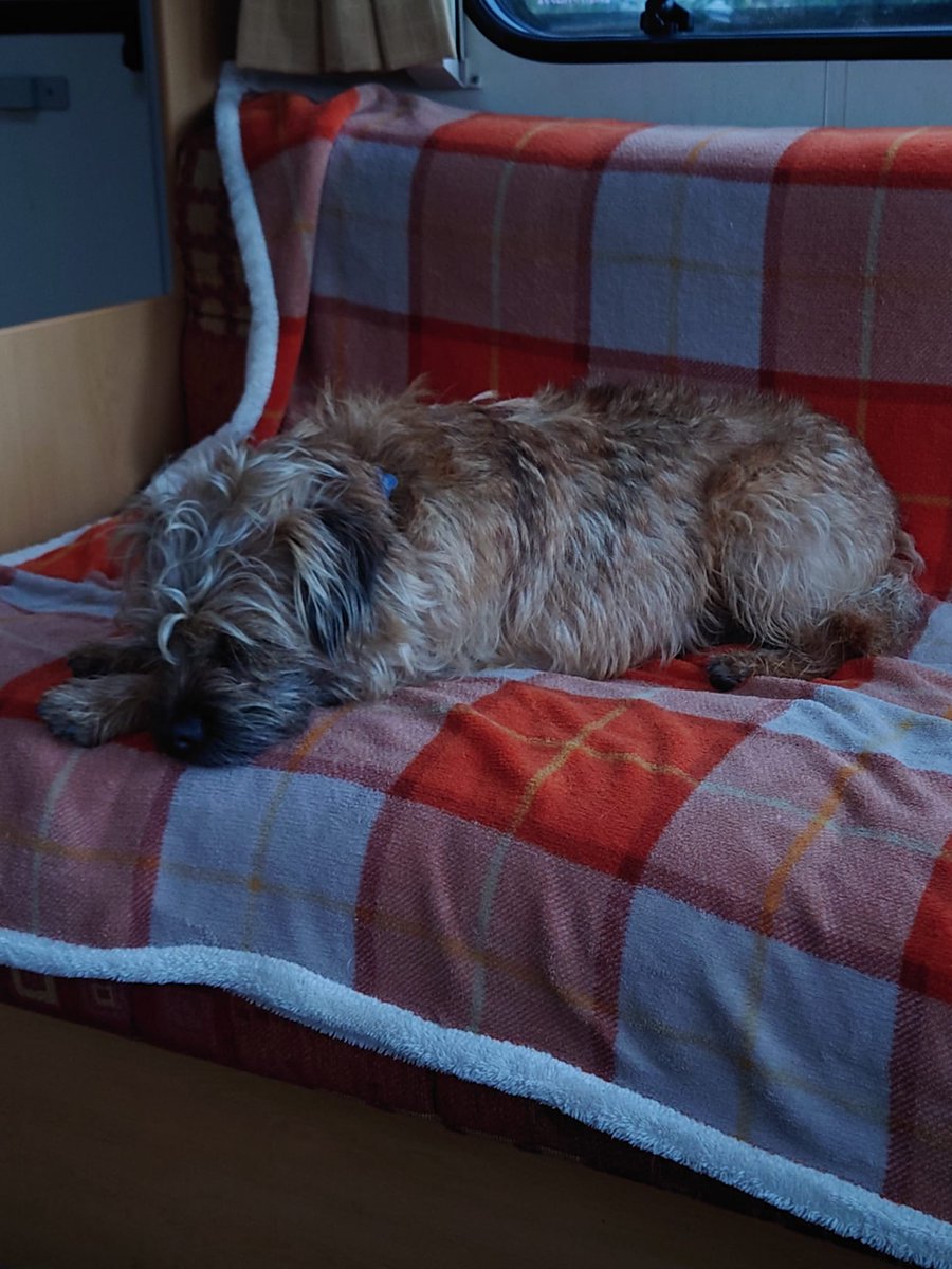 clare0611's tweet photo. @dog_rates Our puppies @BurtBorder and @Jeff_B_T are doing what they love running about in the countryside, then snoozling and relaxing when they come back. https://t.co/r7ioDTfbP5