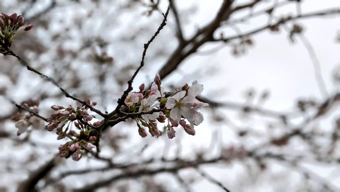 うちの桜も、もうちょい。 