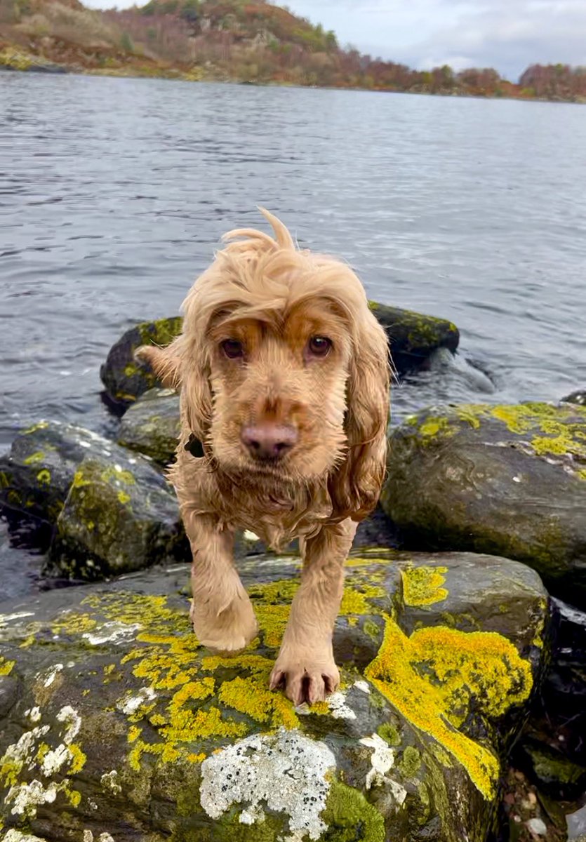 ComedyGee's tweet photo. Saturday needs cute pets… So, I hereby declare today “Show Me Your Pets Saturday!”
#PostAPetPhoto #Retweet - Let’s see if we can get to #100Pets!? #ShowMeYourPets https://t.co/KJ619Fzrdj